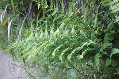 Asplenium gracillimum