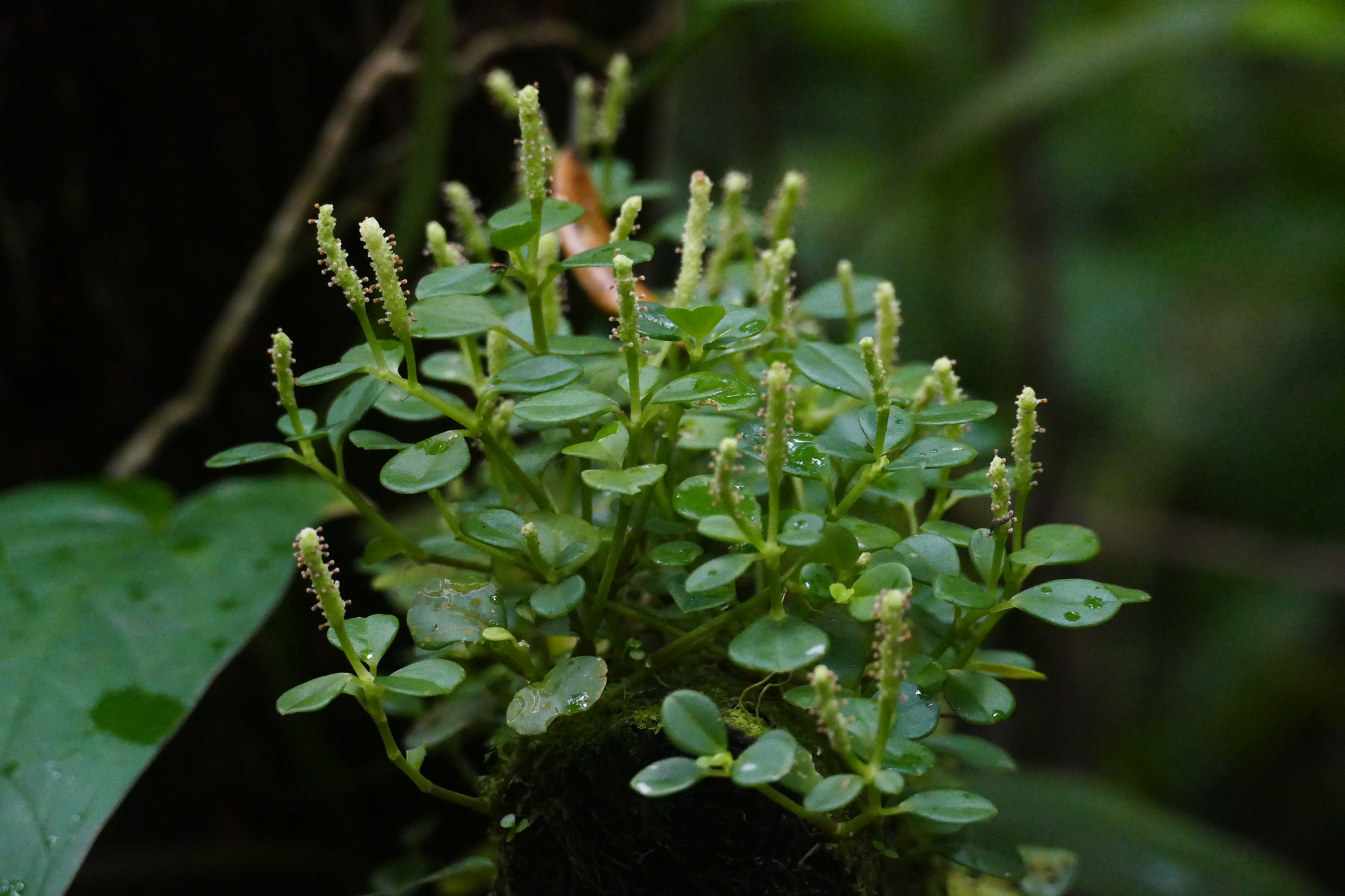 Peperomia