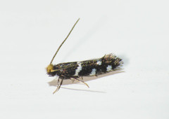 Eudarcia pagenstecherella