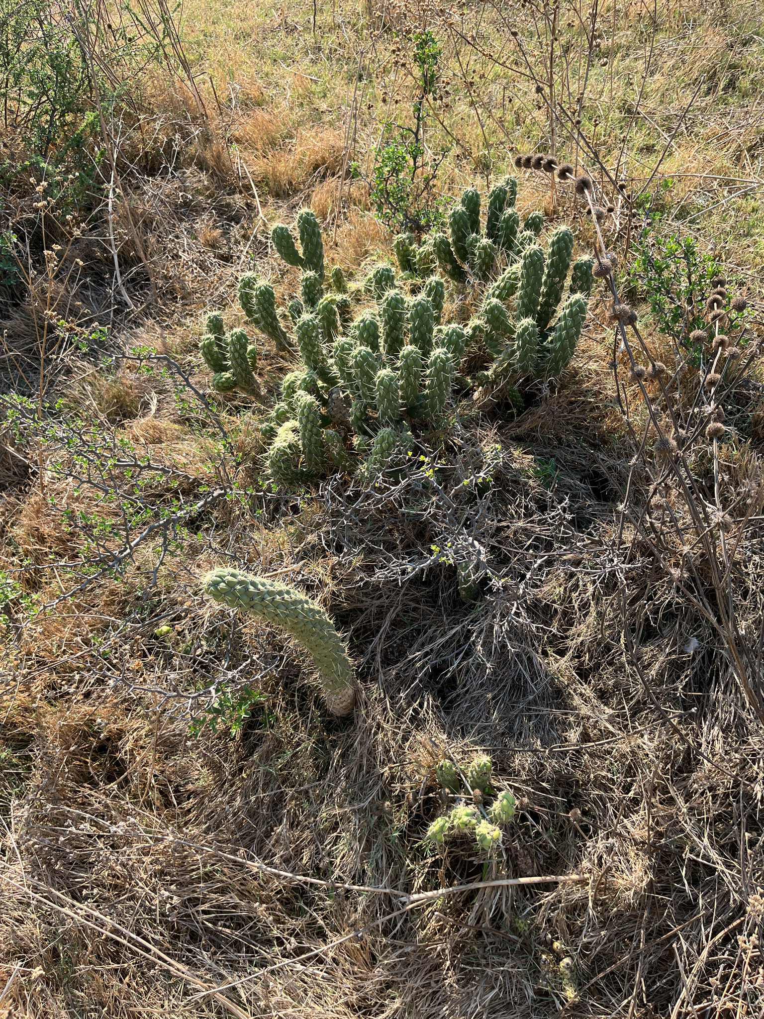Imagem de Austrocylindropuntia cylindrica