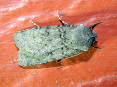 Euxoa comosa