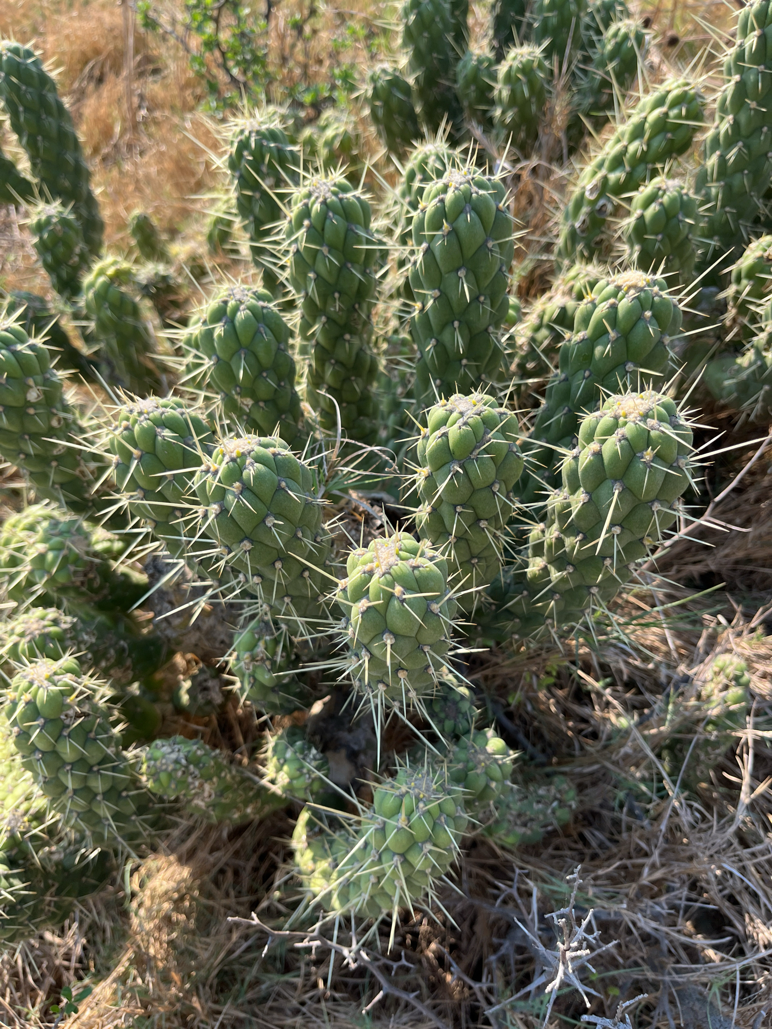 Imagem de Austrocylindropuntia cylindrica