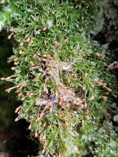 Rhabdoweisia crispata observed 2025-10-11