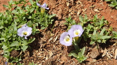 Elacholoma prostrata
