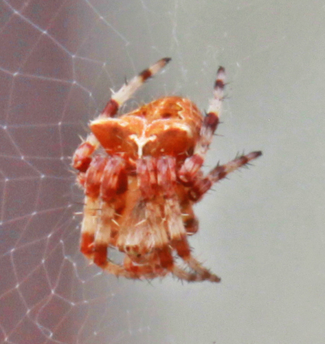Cat-faced Orbweaver