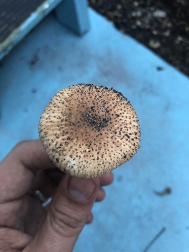 Echinoderma asperum image