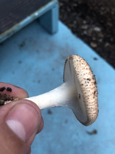 Echinoderma image