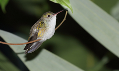 Elliotomyia viridicauda