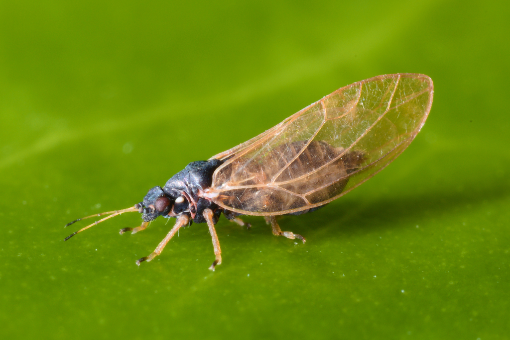 Bactericera acutipennis