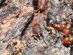 Myrmecophilus nebrascensis