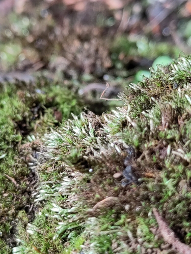 Anomobryum concinnatum observed 2025-10-11