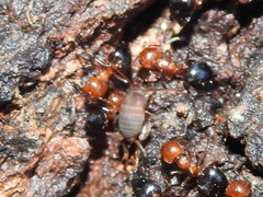 Myrmecophilus nebrascensis