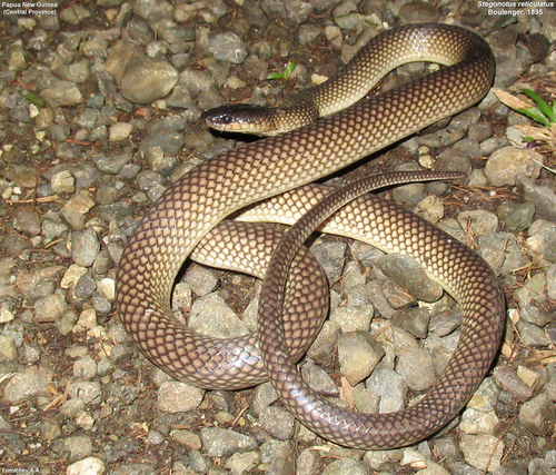 Reticulated Slaty Snake