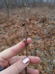 Liatris aspera intermedia