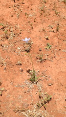 Wahlenbergia graniticola