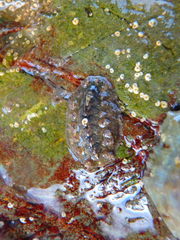 Acanthochitona crinita