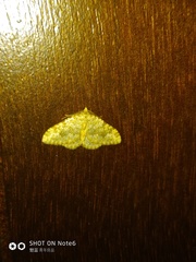 Coenotephria ablutaria