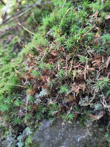 Polytrichum pallidisetum observed 2025-10-11