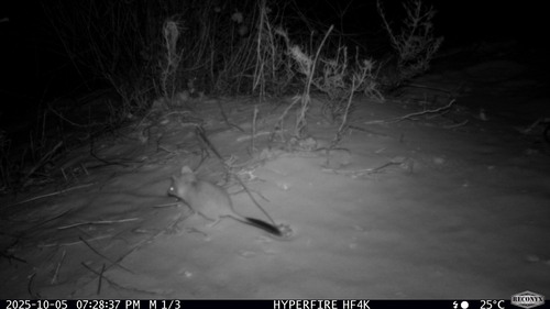 Crest-tailed Mulgara (Dasycercus cristicauda) — Near Threatened Mammalia