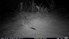 Mulgara photo 1
