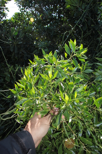 Myoporum tenuifolium observed 2025-08-26