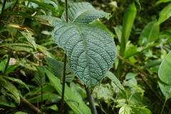 Siparuna grandiflora