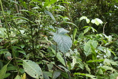 Siparuna grandiflora