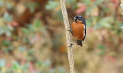 Diglossa brunneiventris