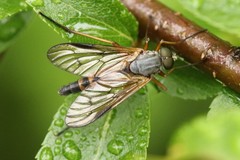 Rhagio vitripennis