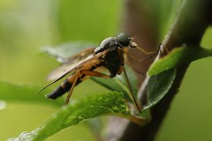 Rhagio vitripennis