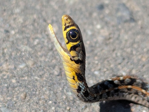 Buff Striped Keelback