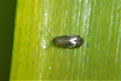 Cyphacma