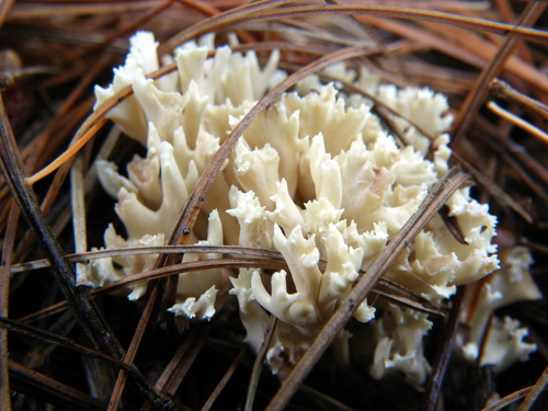 White Coral Fungus