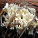 Crested Coral Fungus - Photo (c) Leanne Wallis, some rights reserved (CC BY-NC), uploaded by Leanne Wallis