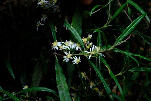 viscid daisy bush (Olearia viscidula)