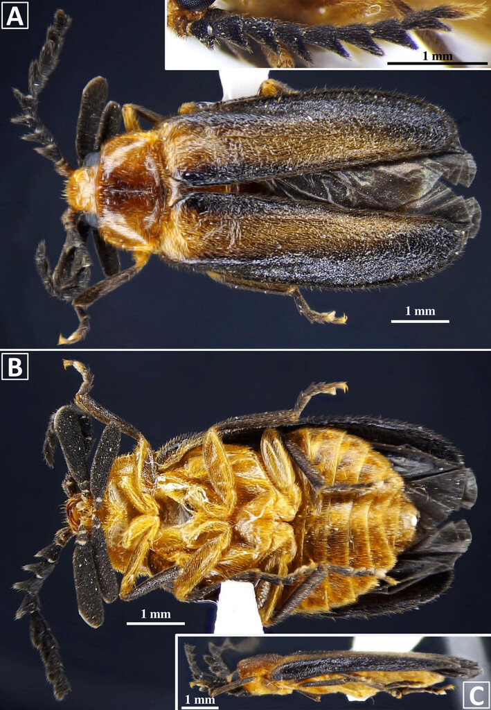 Lamellipalpodes debprasuma