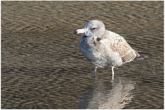 Larus crassirostris