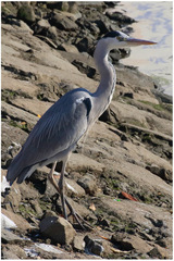 Ardea cinerea