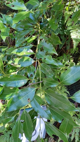 Japanese Cinnamon (Cinnamomum yabunikkei)