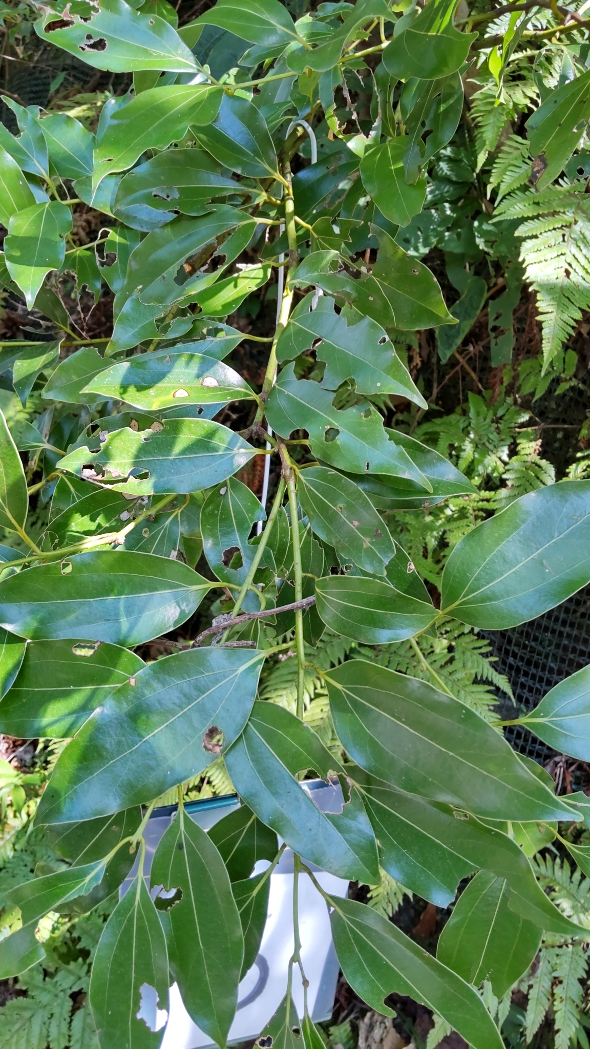 Japanese Cinnamon (Cinnamomum yabunikkei)
