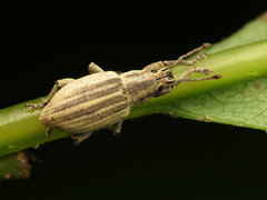 Aphrastus taeniatus