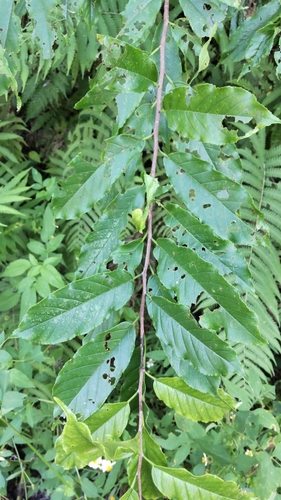 Crow’s pillow (Rhamnella franguloides)