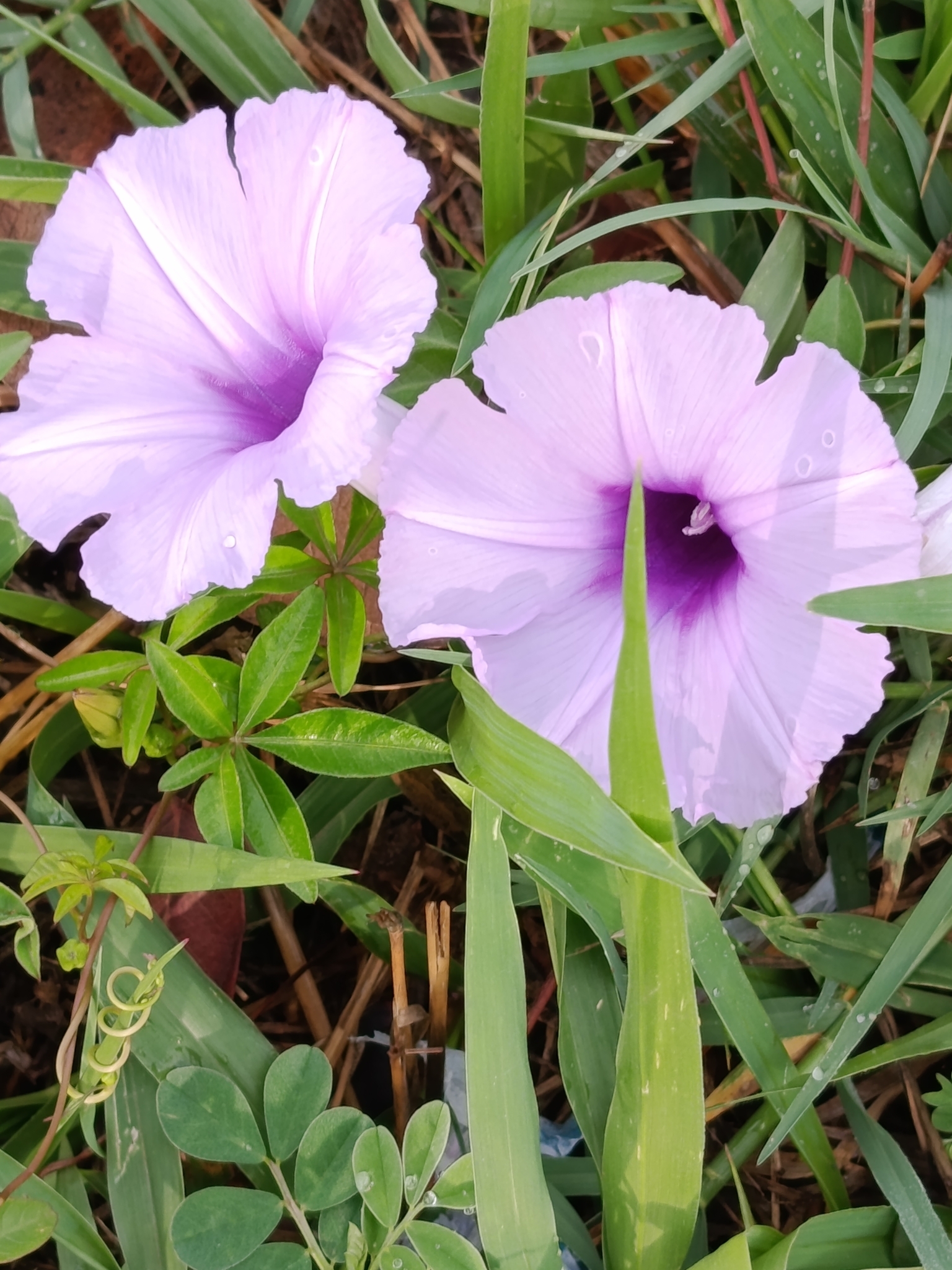 Ipomoea cairica