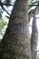 Ursus thibetanus formosanus
