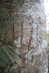 Ursus thibetanus formosanus