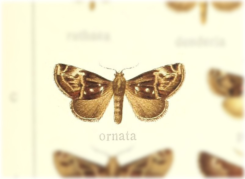 Semyra ornata