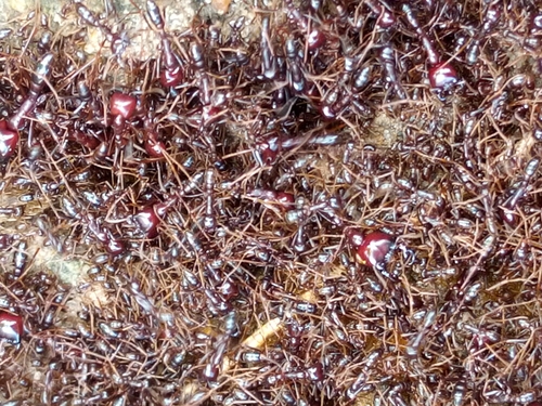Dorylus nigricans molestus