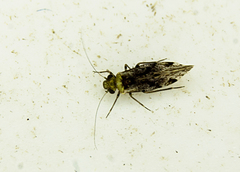 Trichadenotecnum alexanderae