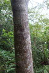 Ursus thibetanus formosanus