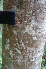 Ursus thibetanus formosanus